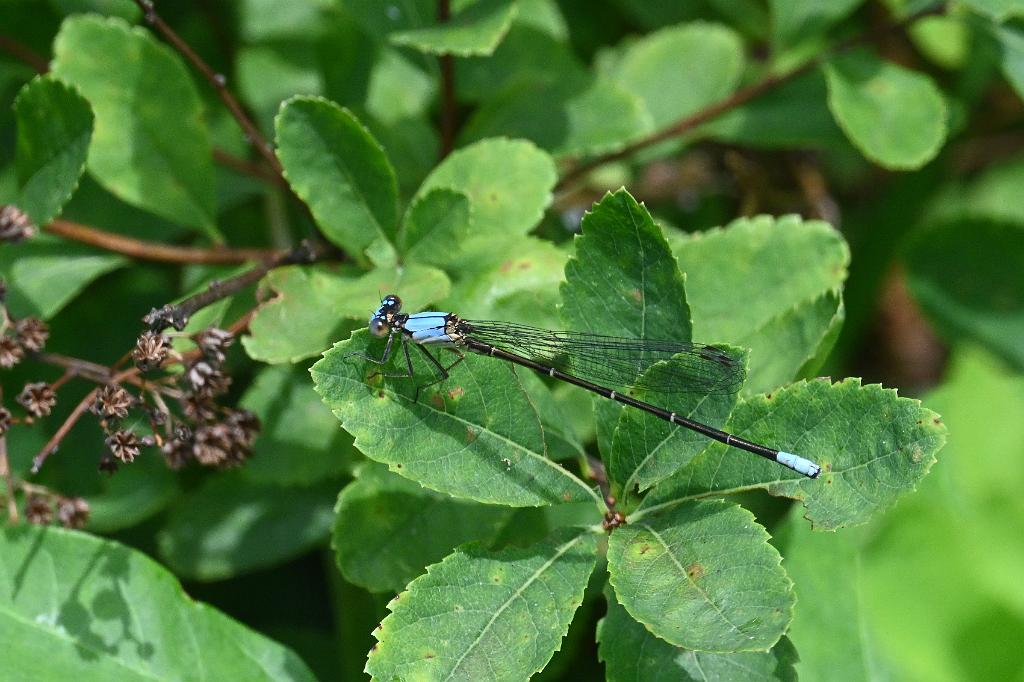 2025-07059439 River Bend Farm, MA.JPG - Powdered Dancer Damselfly (Argia moesta). River Bend Farm, MA, 7-5-2025